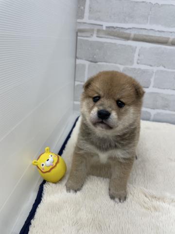柴犬
