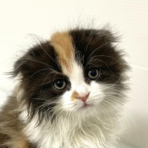 スコティッシュフォールド