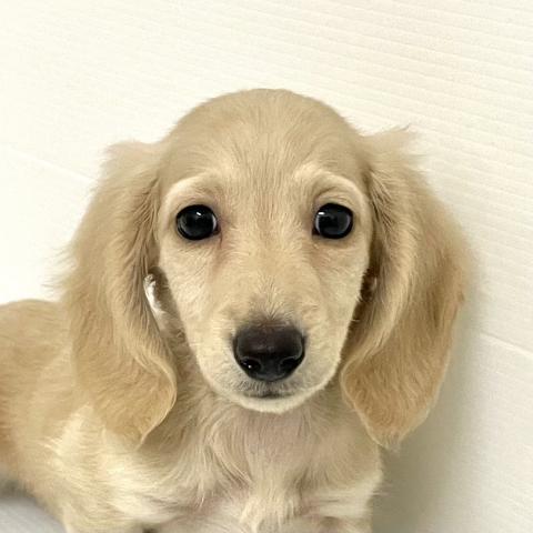 ミニチュアダックスフンド