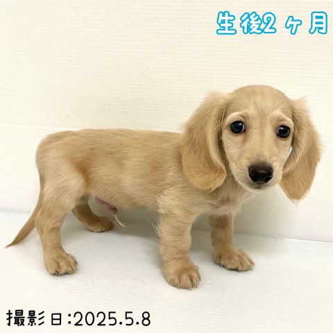 ミニチュアダックスフンド