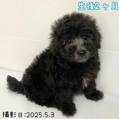 トイプードル