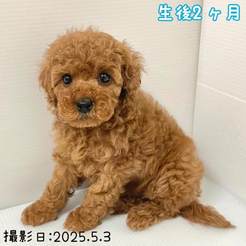 トイプードル