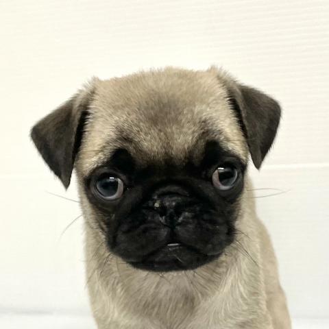 パグ