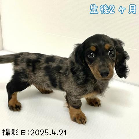 ミニチュアダックスフンド