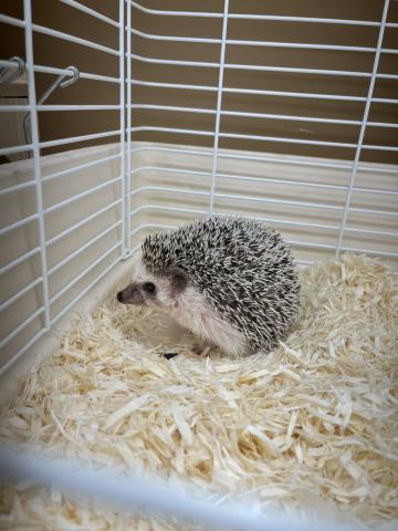 ハリネズミ