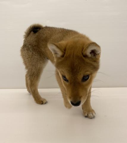 柴犬