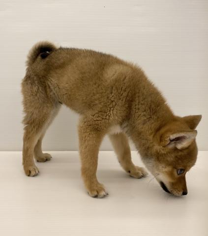 柴犬