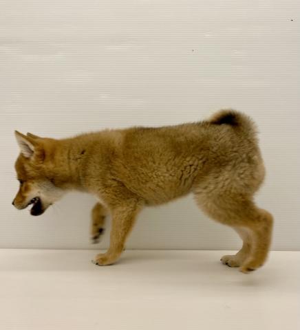 柴犬