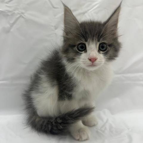 ノルウェージャンフォレストキャット