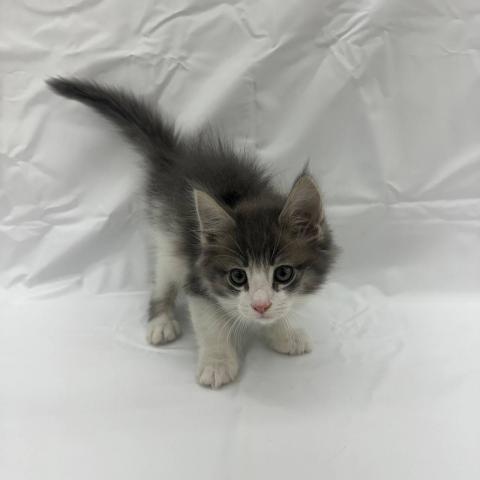 ノルウェージャンフォレストキャット