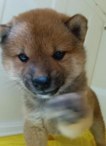 柴犬