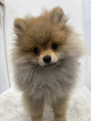 ポメラニアン