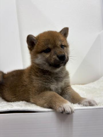 柴犬