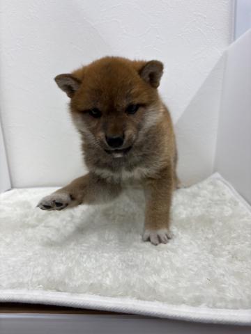 柴犬