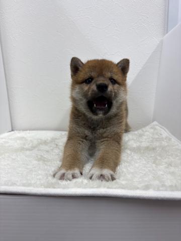 柴犬