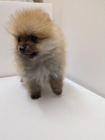 ポメラニアン