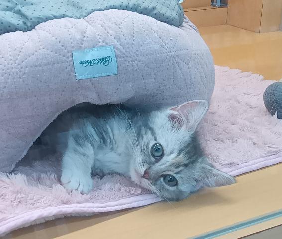 マンチカン