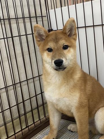 柴犬