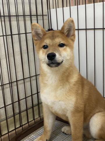 柴犬