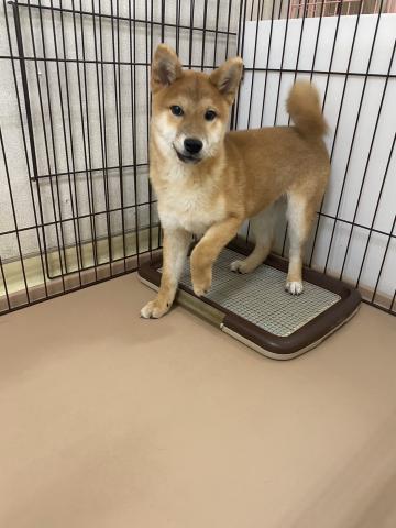 柴犬