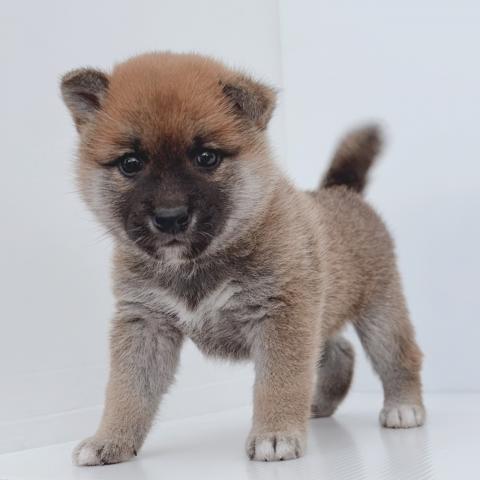 柴犬