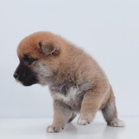 柴犬