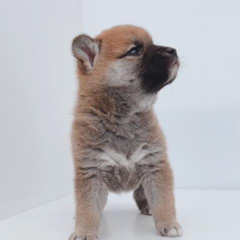 柴犬