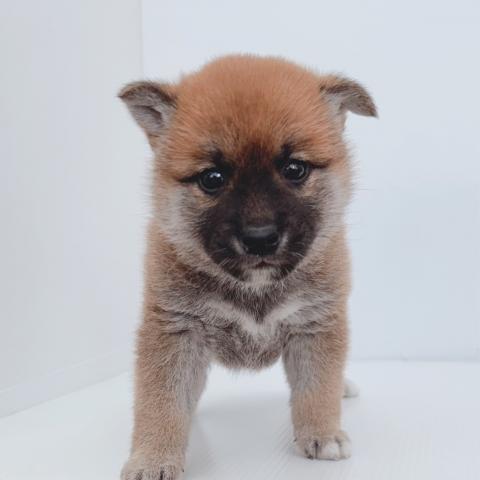 柴犬