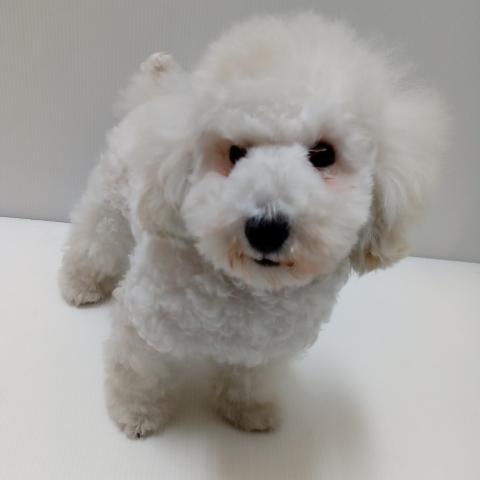 トイプードル