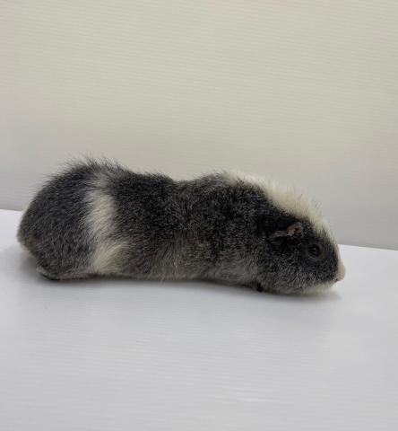 テディ