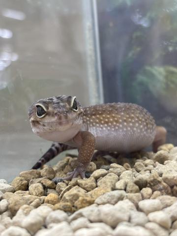 ヒョウモントカゲモドキ