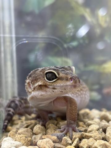 ヒョウモントカゲモドキ