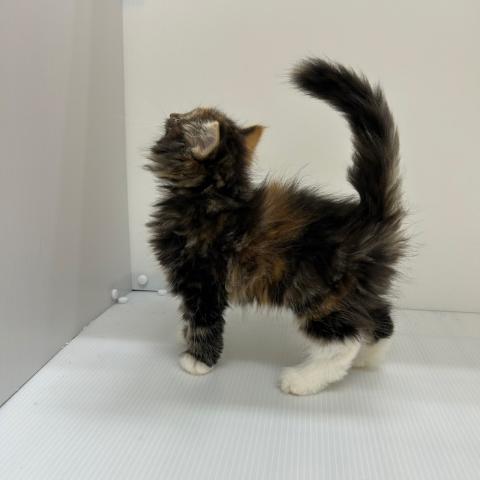 ノルウェージャンフォレストキャット