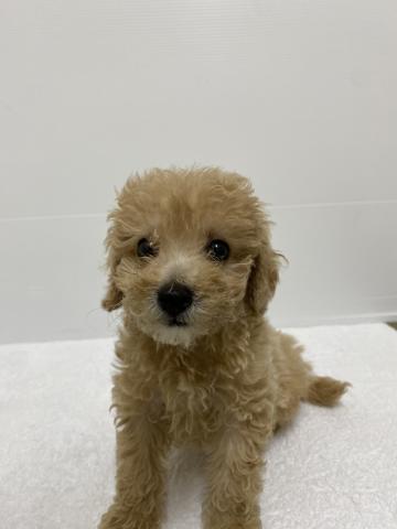 ハーフ犬（トイプードル×ビションフリーゼ）