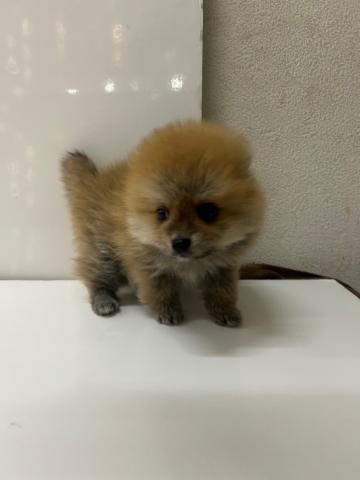 ポメラニアン