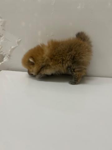 ポメラニアン