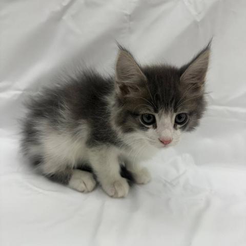 ノルウェージャンフォレストキャット