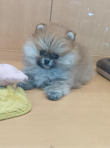 ポメラニアン