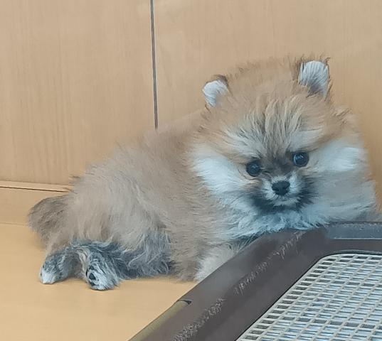 ポメラニアン