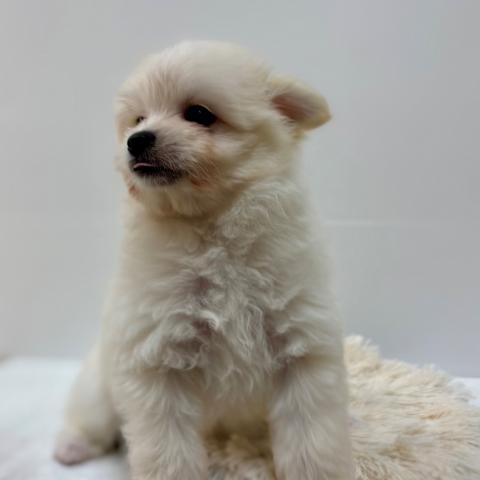 ハーフ犬（ポメラニアン×マルチーズ）