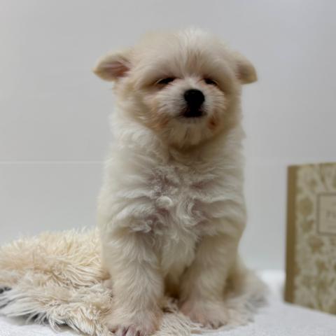 ハーフ犬（ポメラニアン×マルチーズ）