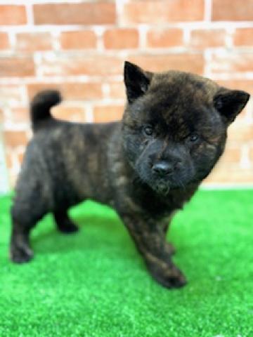 甲斐犬