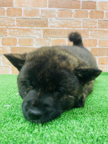 甲斐犬