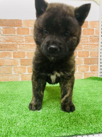 甲斐犬