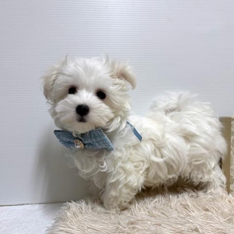 マルチーズ