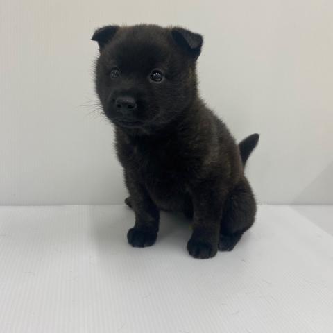 甲斐犬