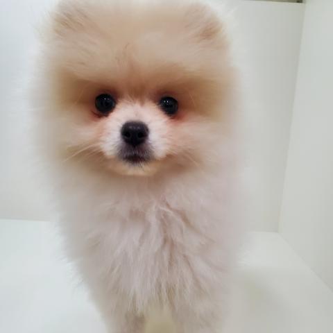 ポメラニアン