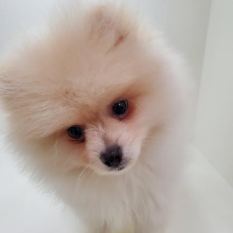 ポメラニアン