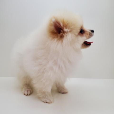 ポメラニアン