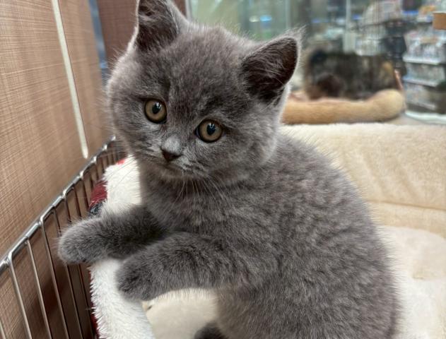 ブリティッシュショートヘア